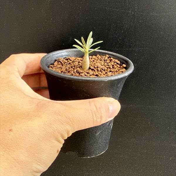 Amazon｜コーデックス：パキポディウム グラキリス 実生 S*｜観葉植物